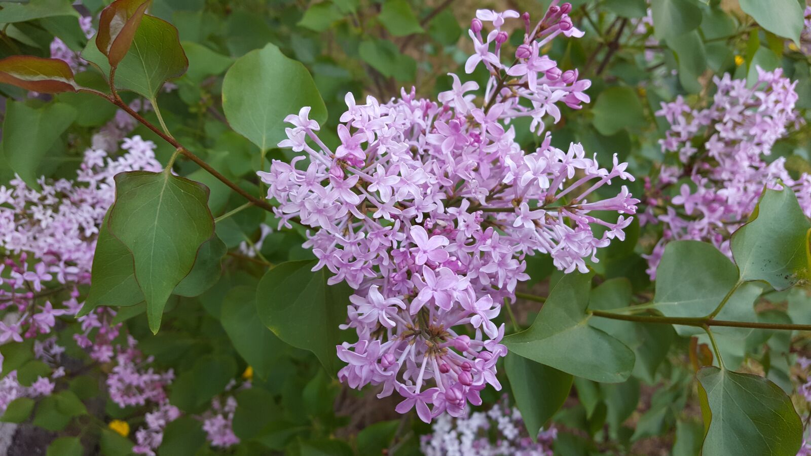 Samsung Galaxy S6 sample photo. Lilac, flower, purple photography