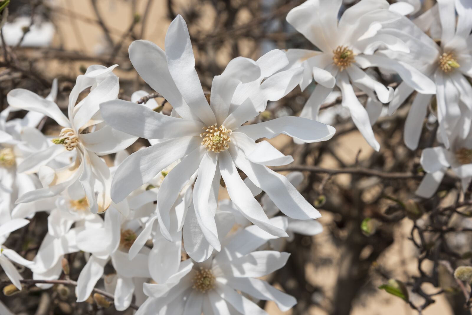 Nikon D750 sample photo. Star magnolia, flowers, white photography
