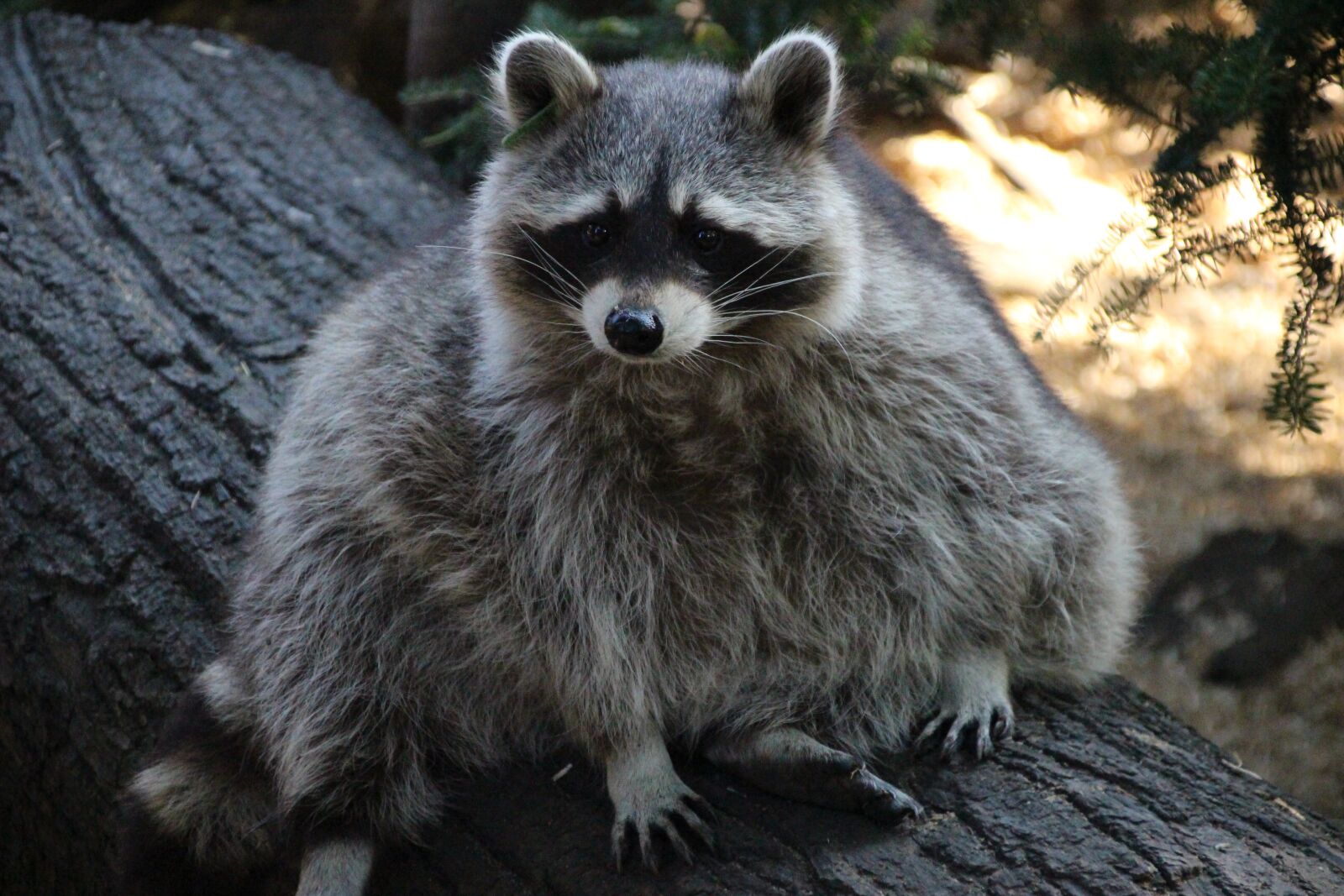 Canon EOS 100D (EOS Rebel SL1 / EOS Kiss X7) + Canon TS-E 90mm F2.8 Tilt-Shift sample photo. Raccoon, zoo, furry photography