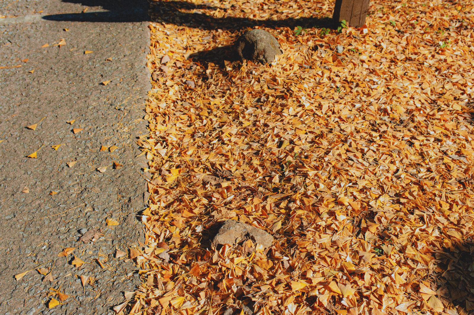 Nikon D700 sample photo