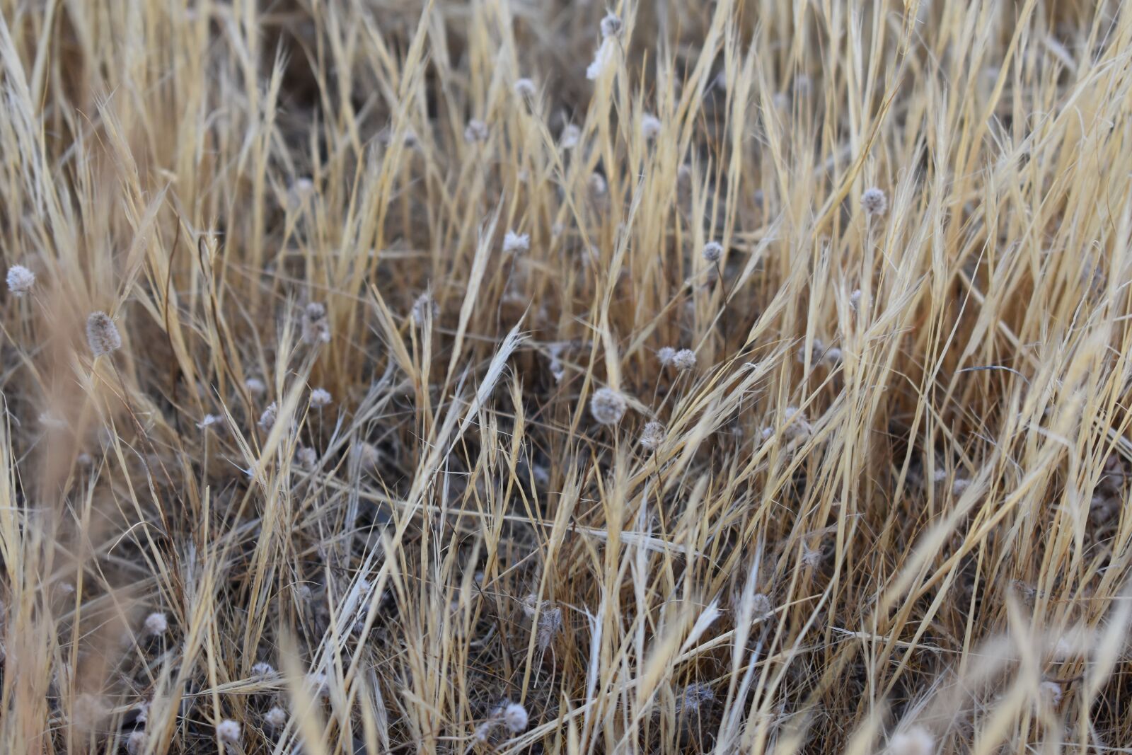 Nikon D3400 sample photo. Field, wheat, summer photography