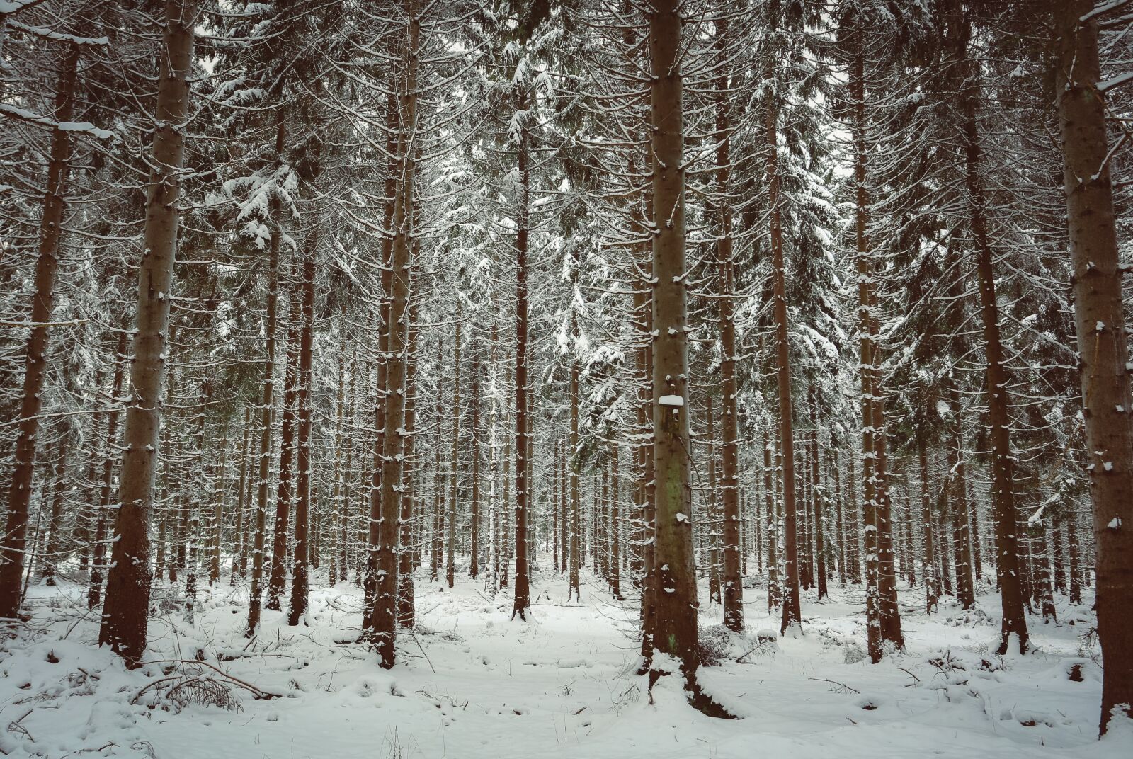 Canon EF 17-40mm F4L USM sample photo. Winter, snow, winter bushes photography