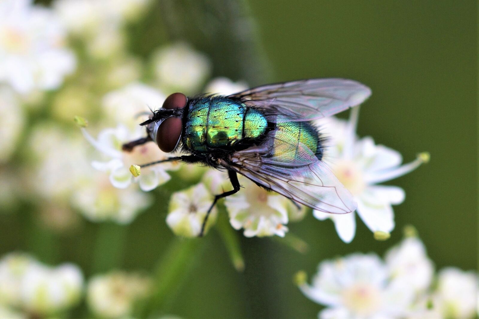 Nikon D500 sample photo. Macro, nature, insect photography