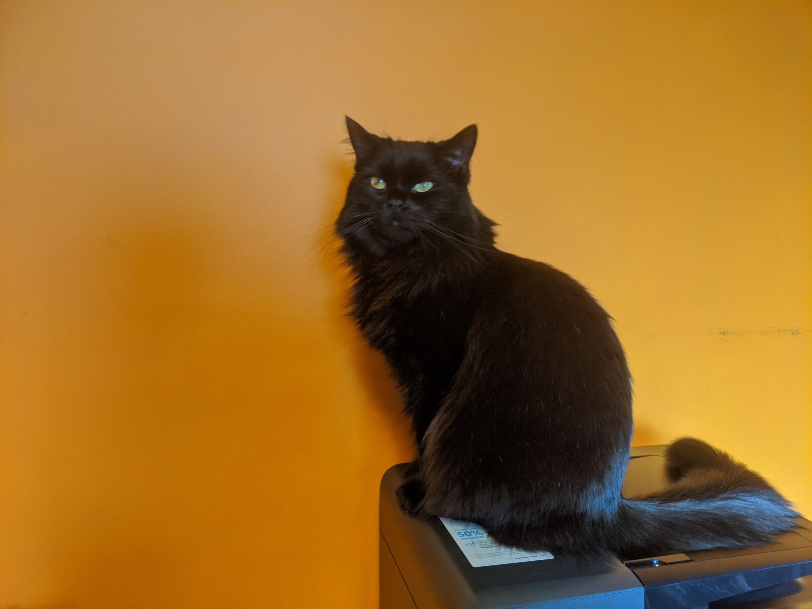 Google Pixel 3 XL sample photo. Cat, office, printer photography