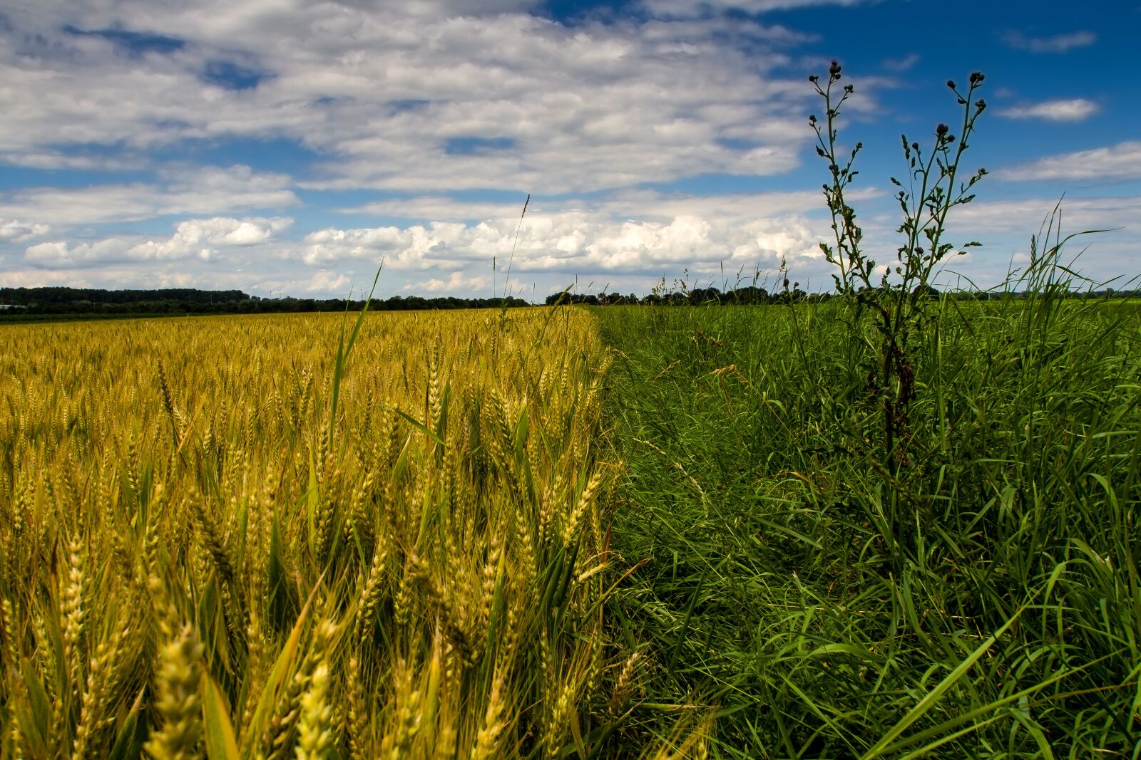 Canon EOS 600D (Rebel EOS T3i / EOS Kiss X5) sample photo. Summer, clouds, cereals photography