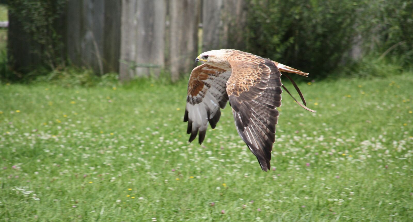 Canon EOS 450D (EOS Rebel XSi / EOS Kiss X2) sample photo. Nature, bird, grass photography
