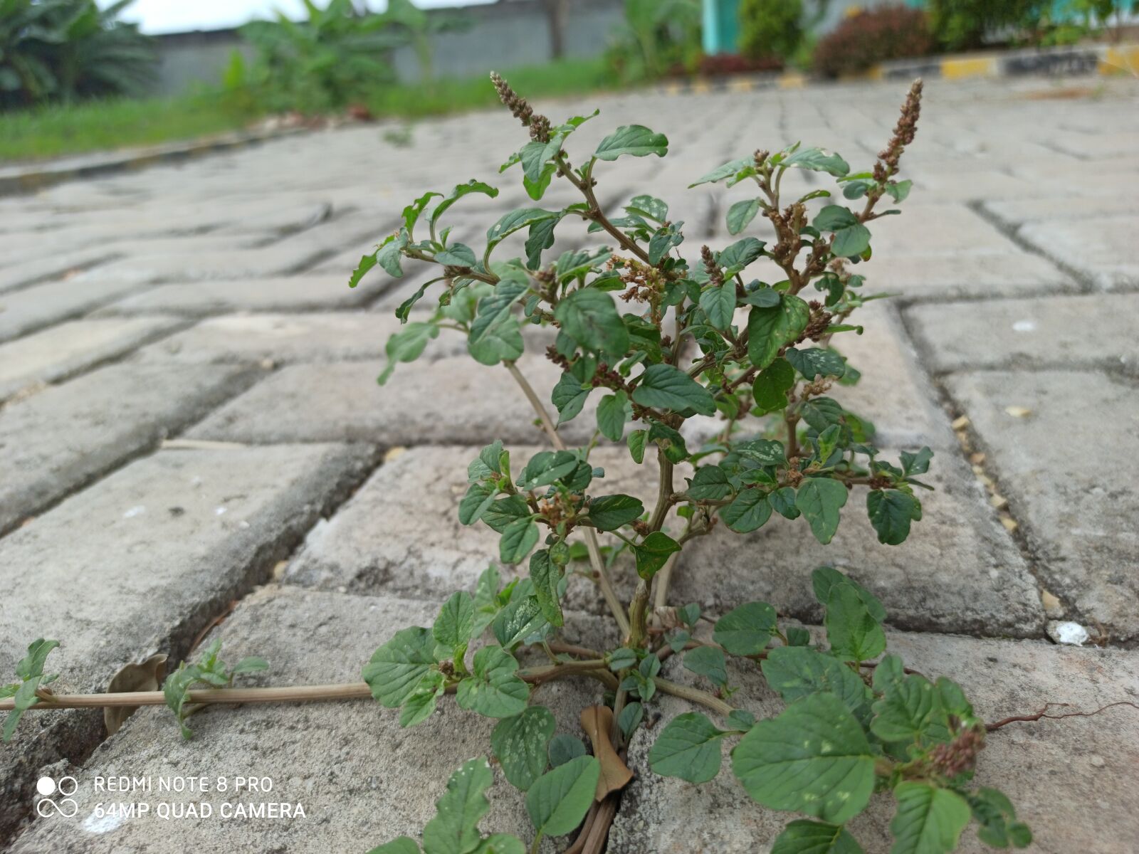 Xiaomi Redmi Note 8 Pro sample photo. Weed, spinach, summer photography