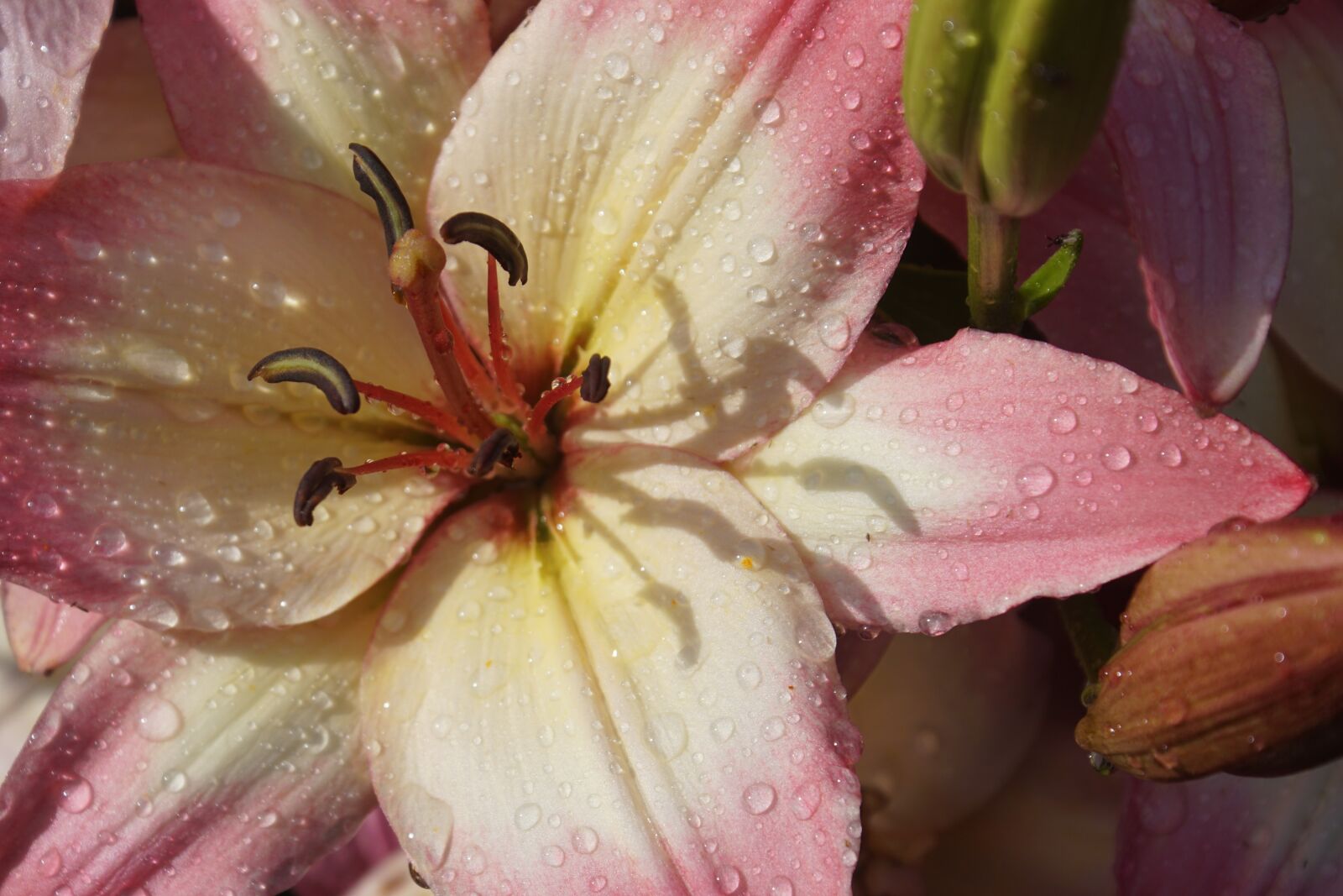 Sony ILCA-77M2 sample photo. Lily, water, nature photography