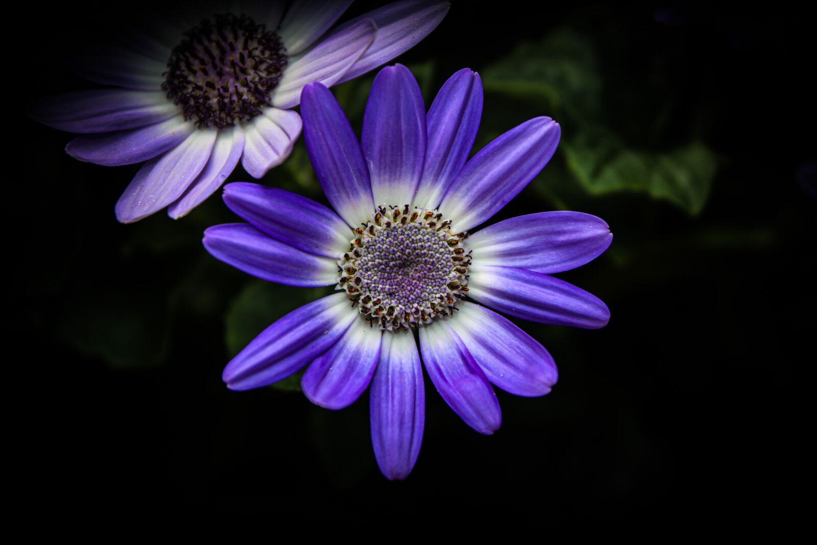 Canon EOS 70D + Canon EF-S 18-55mm F3.5-5.6 IS sample photo. Flower, garden cineraria, nature photography