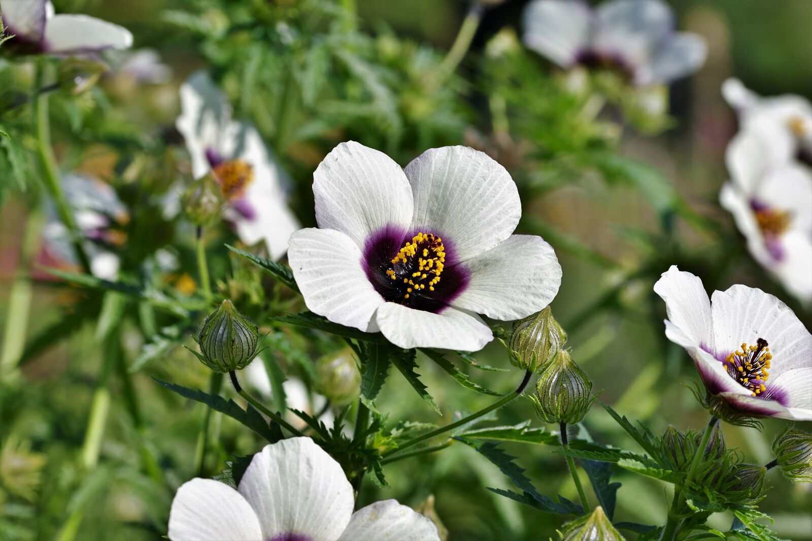 Nikon D7200 sample photo. Hibiscus, marshmallow, mallow photography