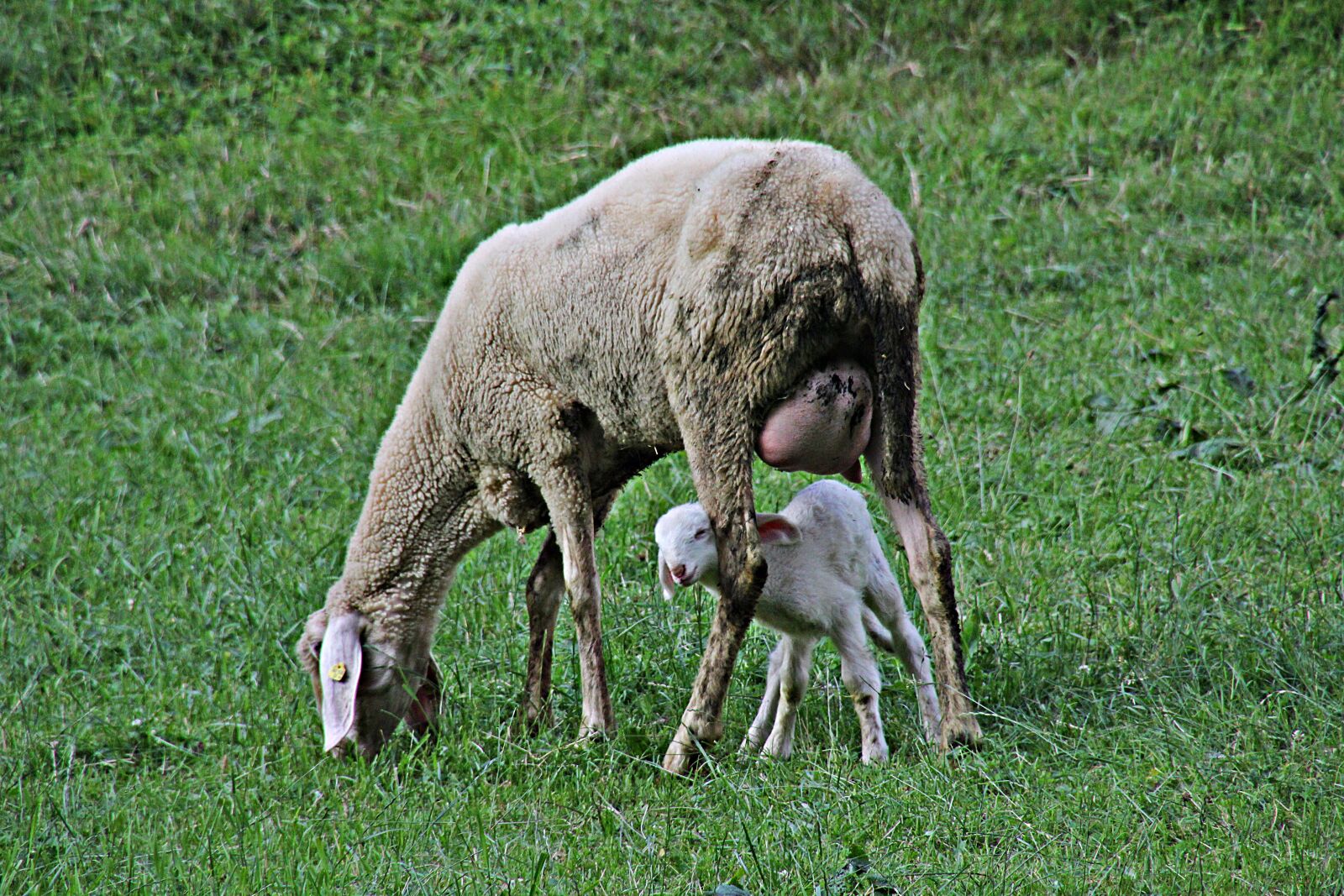 Canon EOS 60D sample photo. Sheep, lamb, farm photography