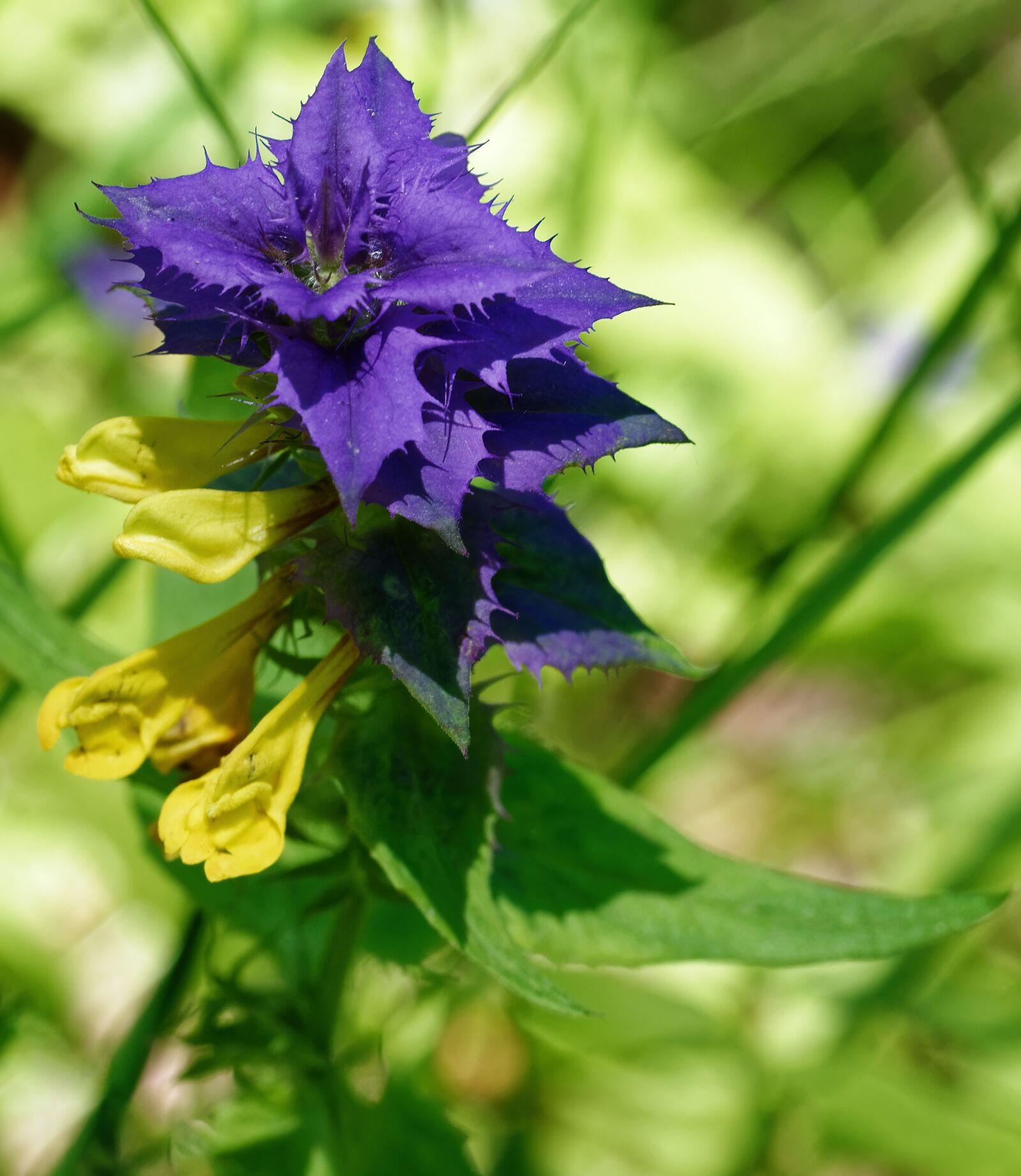Nikon D5100 sample photo. Flower, petals, mov photography