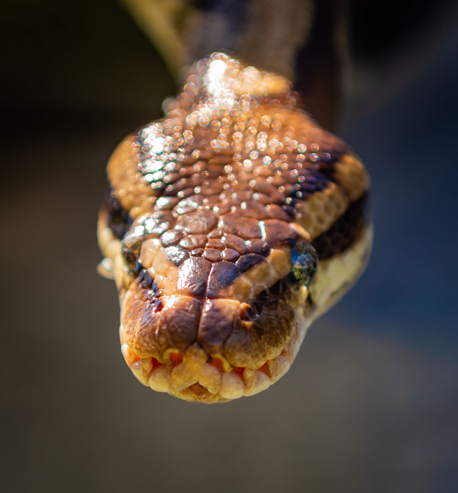 Nikon D750 sample photo. Snake, natter, head photography