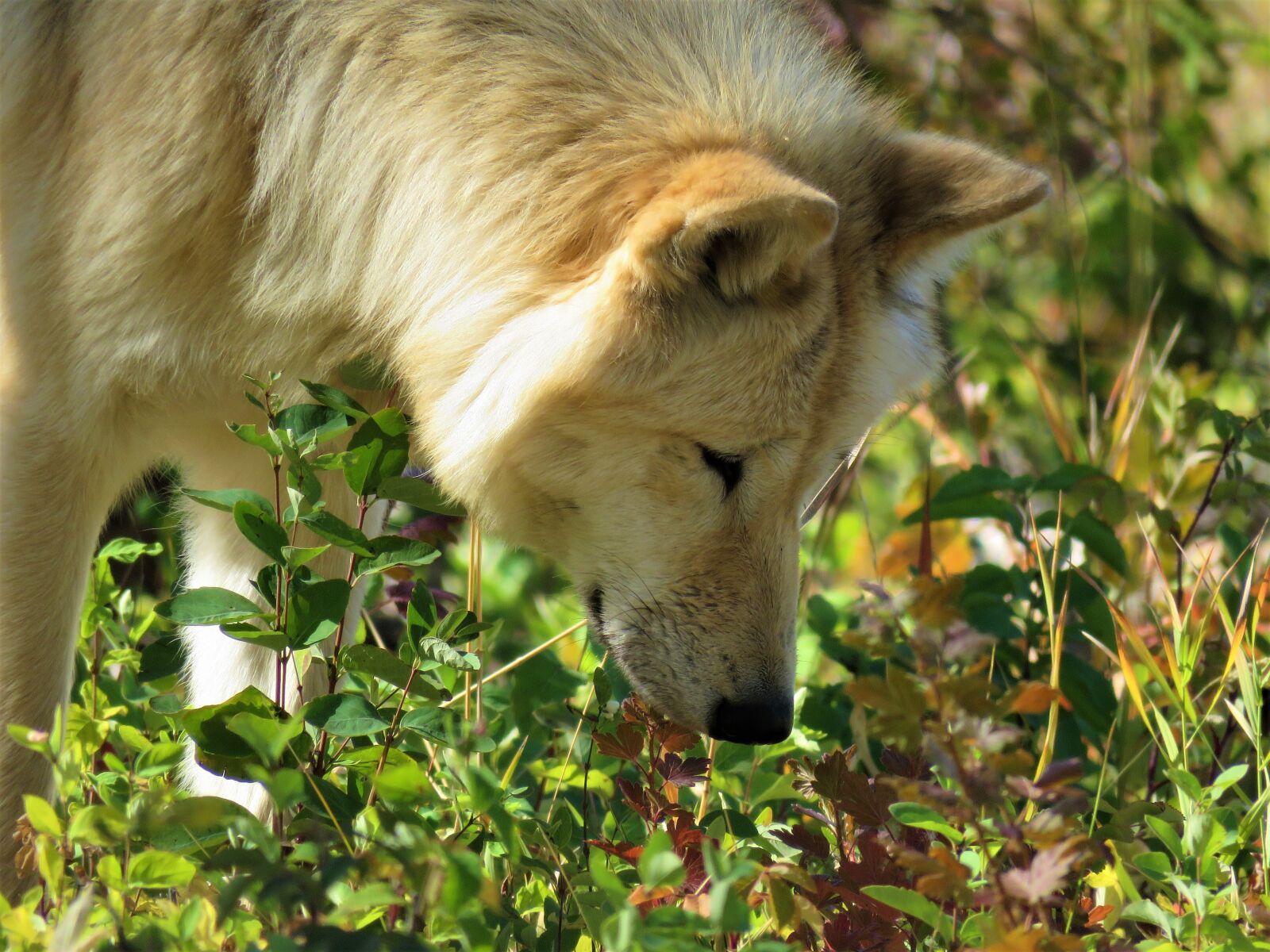 Canon PowerShot SX60 HS sample photo. Wolfdog, wolf, dog photography