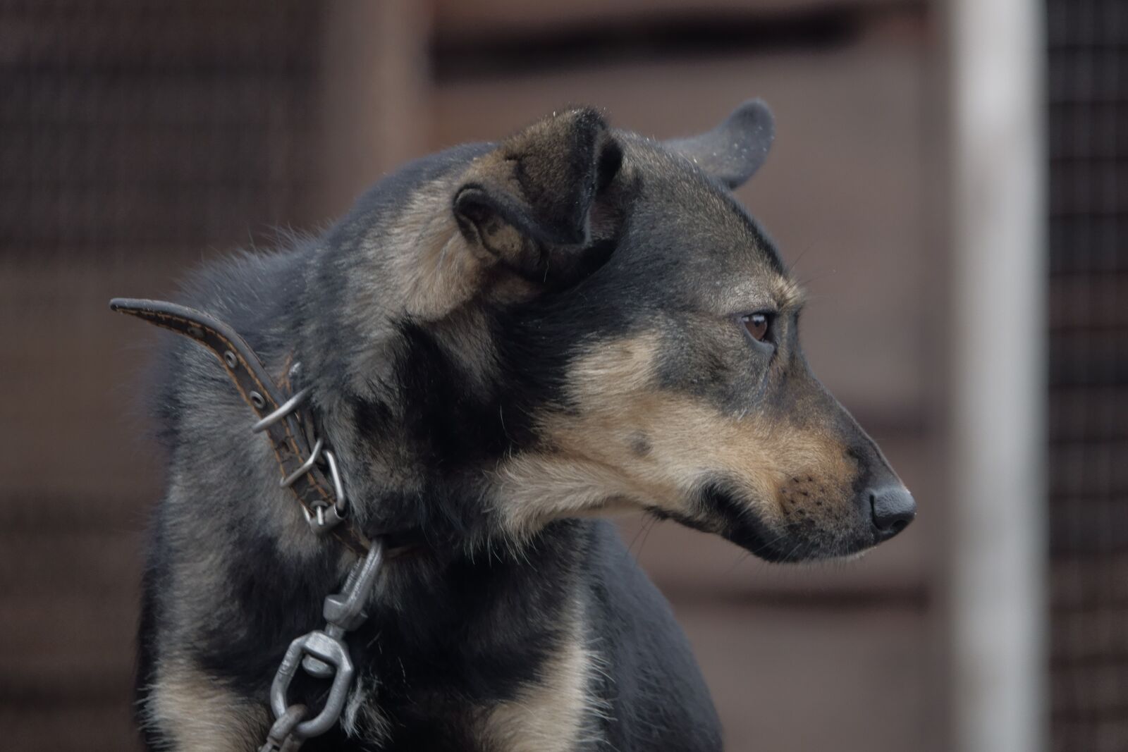 Sony Cyber-shot DSC-RX10 IV sample photo. Dog, chain, collar photography