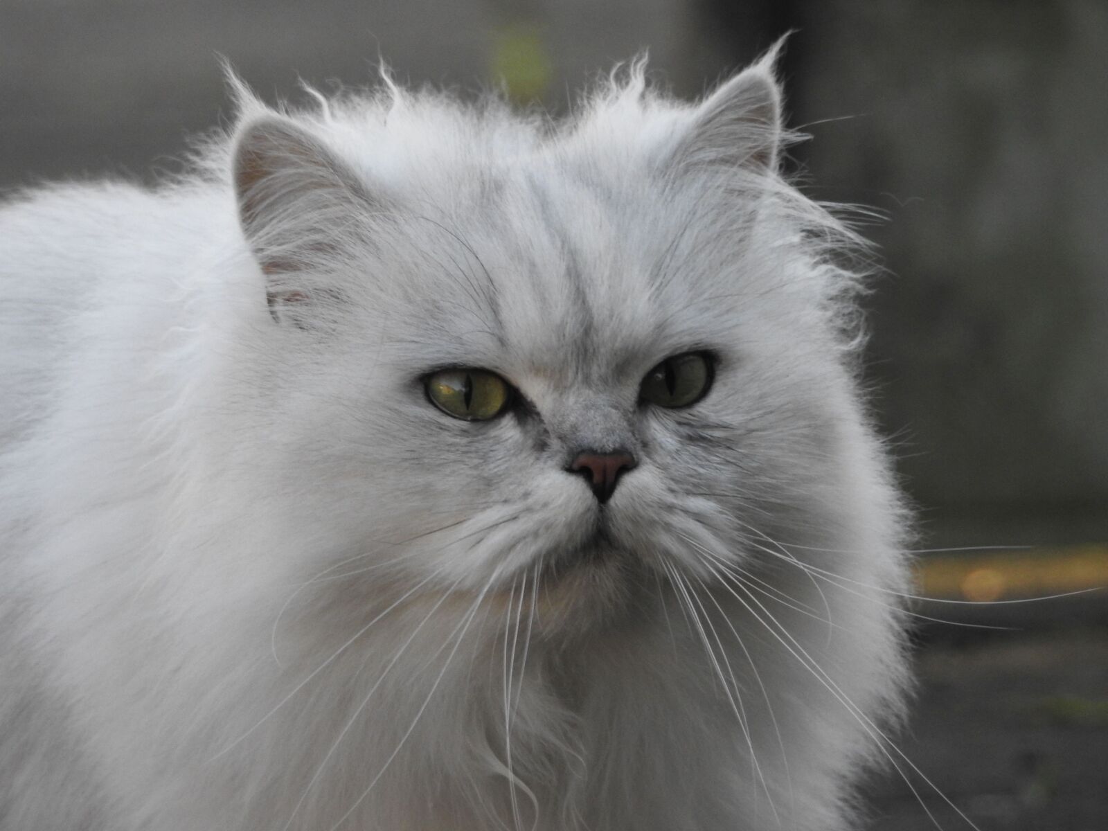 Nikon Coolpix P900 sample photo. Cat, pets, portrait photography