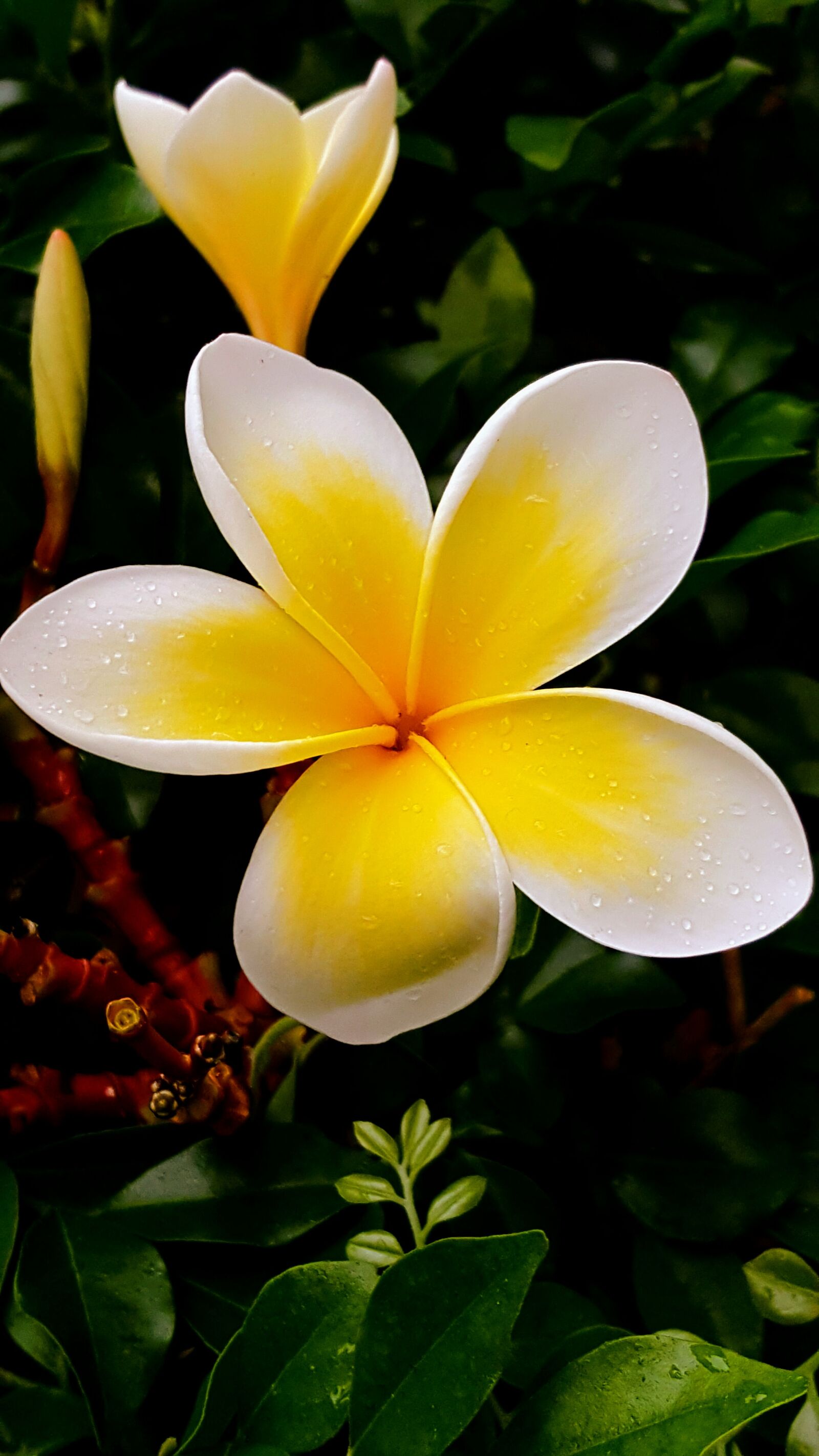 Samsung Galaxy S6 sample photo. Flower, nature, flora photography