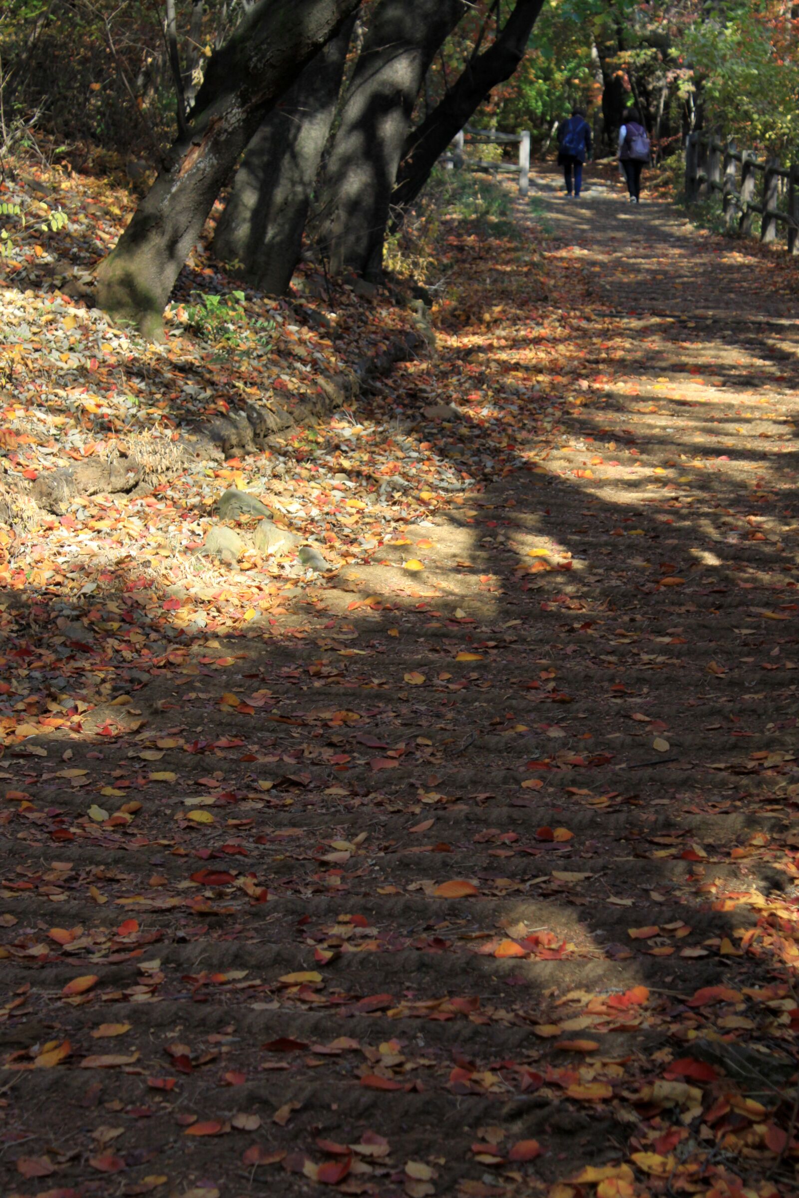 Canon EOS 50D sample photo. Hiking trails, leaves, esplanade photography