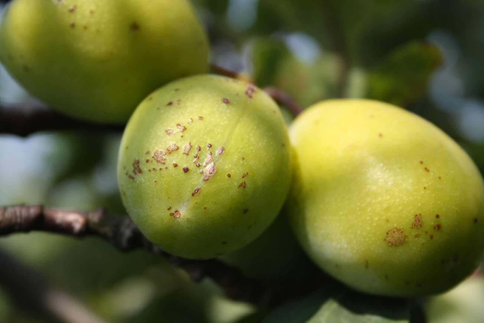 Canon EOS 1000D (EOS Digital Rebel XS / EOS Kiss F) sample photo. Pear, fruit, healthy photography
