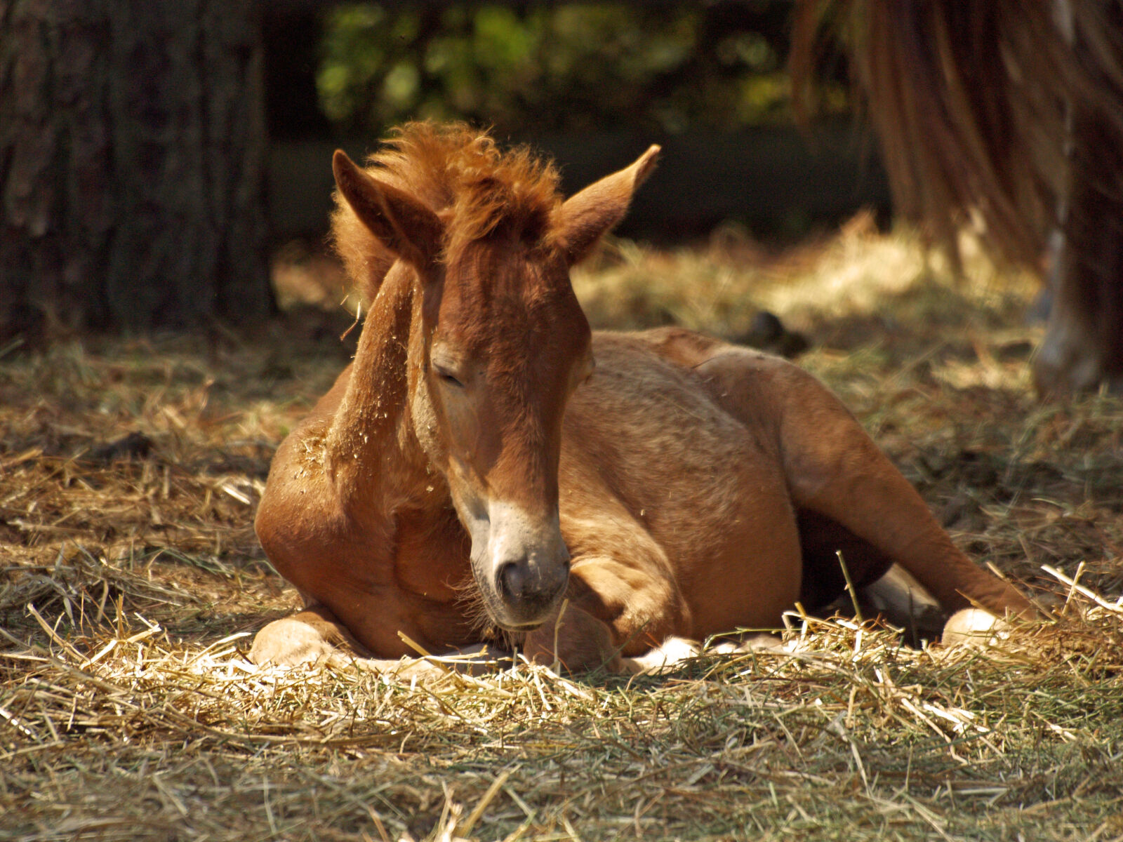 Olympus E-500 (EVOLT E-500) sample photo. Horses, horse, pony, foal photography