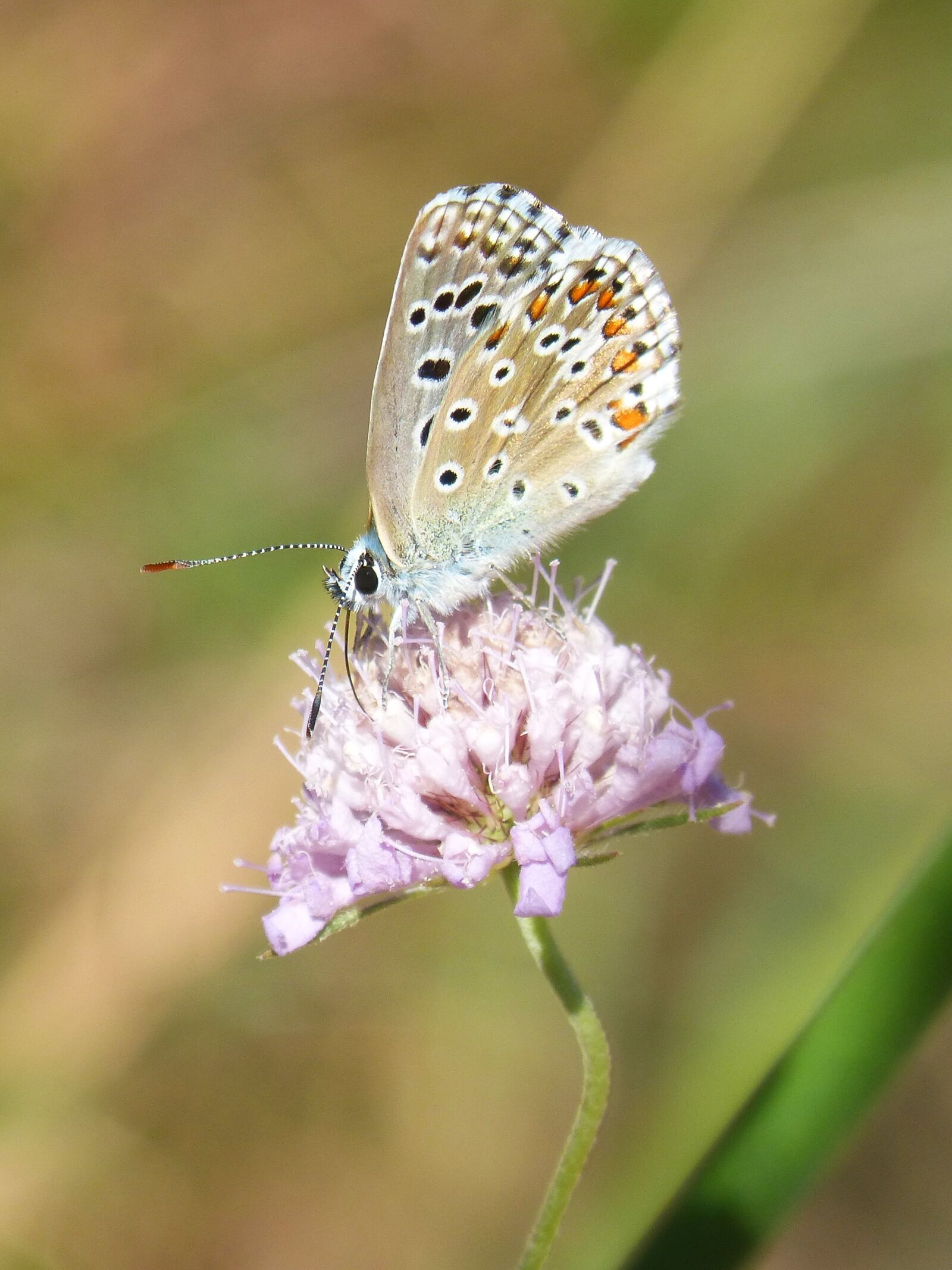 Panasonic DMC-FZ62 sample photo. Blue butterfly, blaveta commune photography