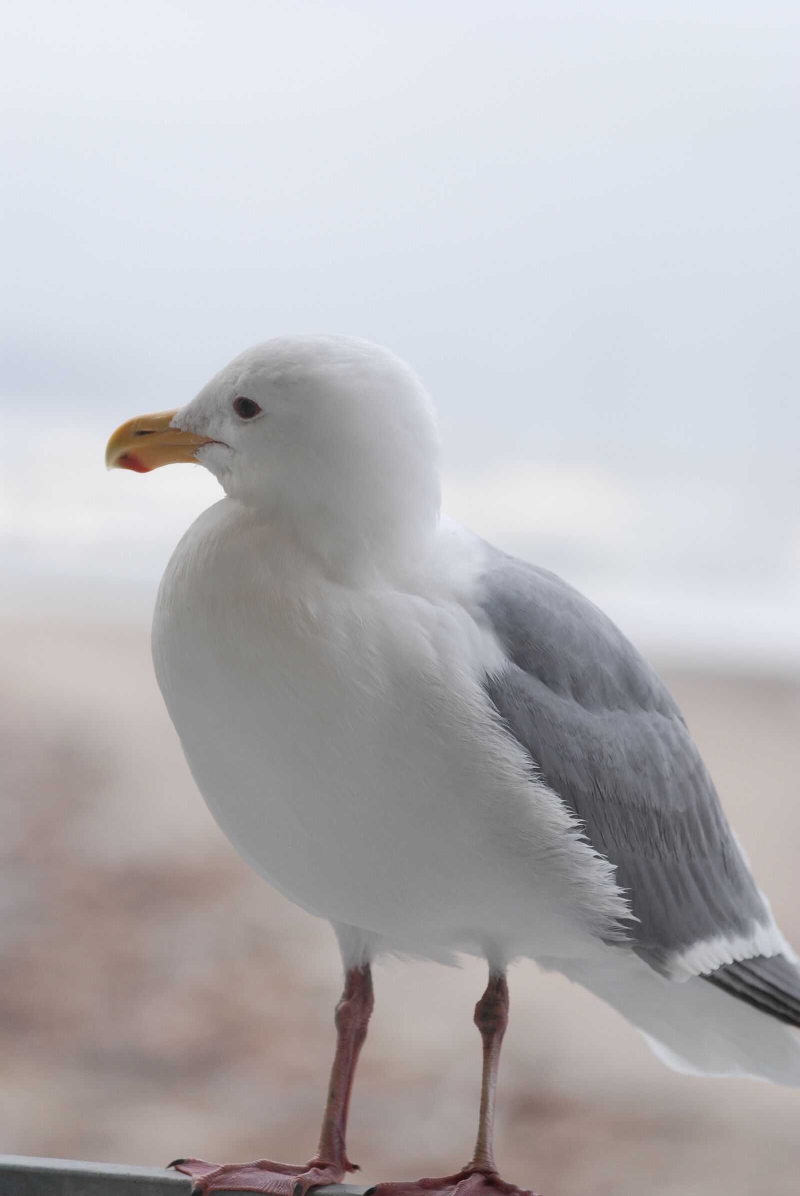 Nikon D80 sample photo. Bird, nature, wildlife photography