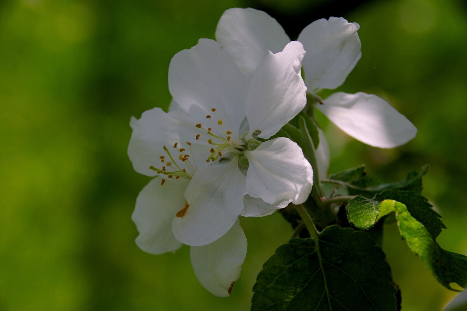 Nikon D3300 sample photo. Apple trees, apple flower photography