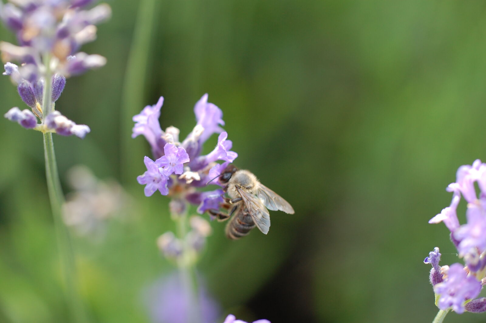 Nikon D40 sample photo. Animal, bee, close, up photography