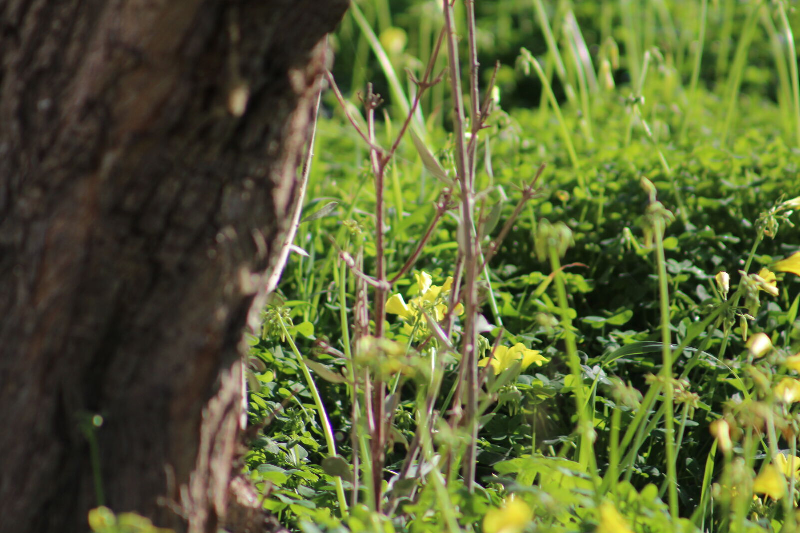 Canon EF 75-300mm f/4-5.6 sample photo. Campo, flor, tronco photography