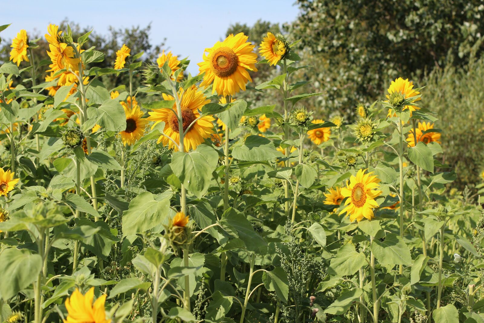 Canon EOS 600D (Rebel EOS T3i / EOS Kiss X5) + Canon EF 50mm F1.4 USM sample photo. Birthday bouquet, sunflower, sunflower photography