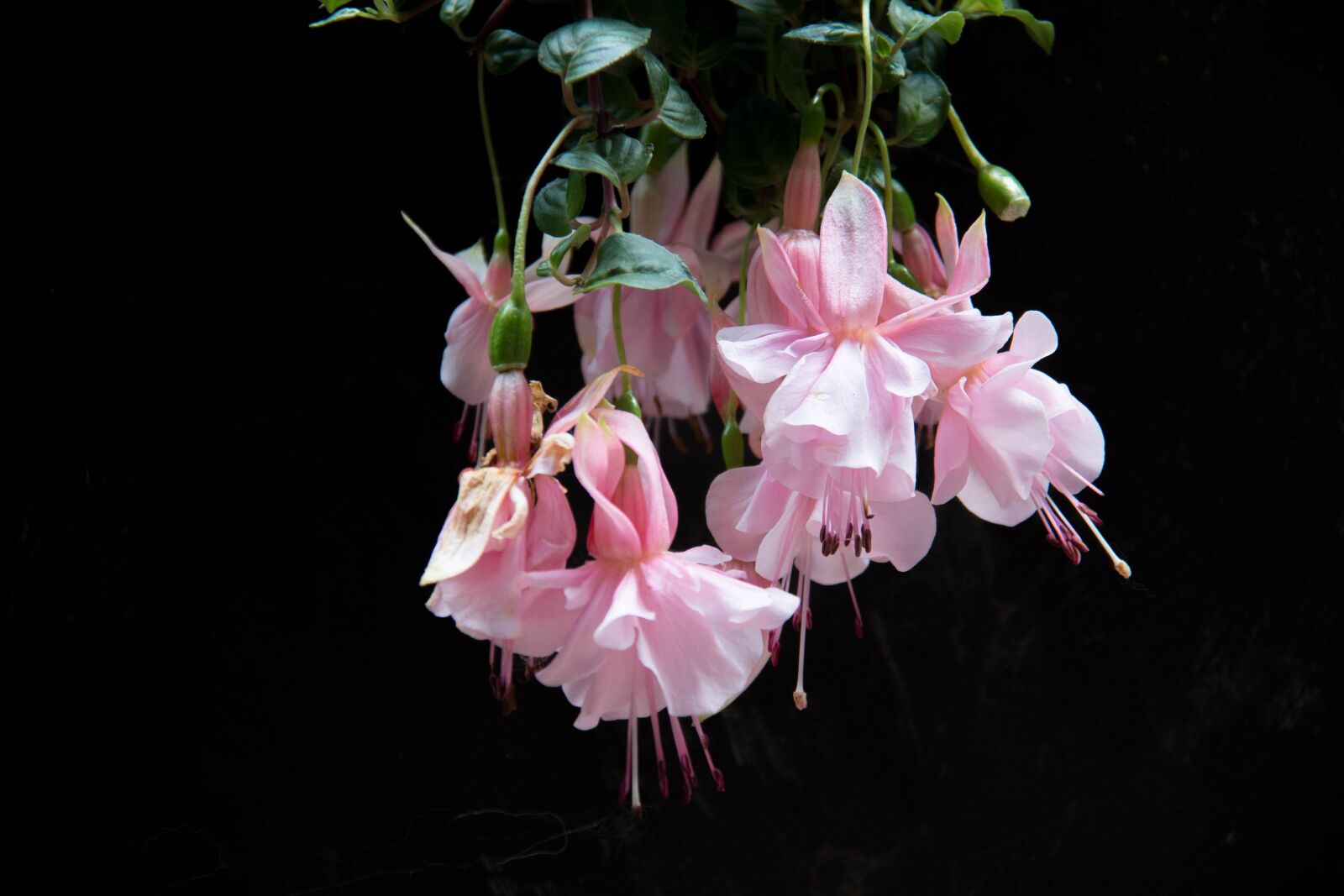 Canon EF-S 18-200mm F3.5-5.6 IS sample photo. Fushia, flower, spring photography