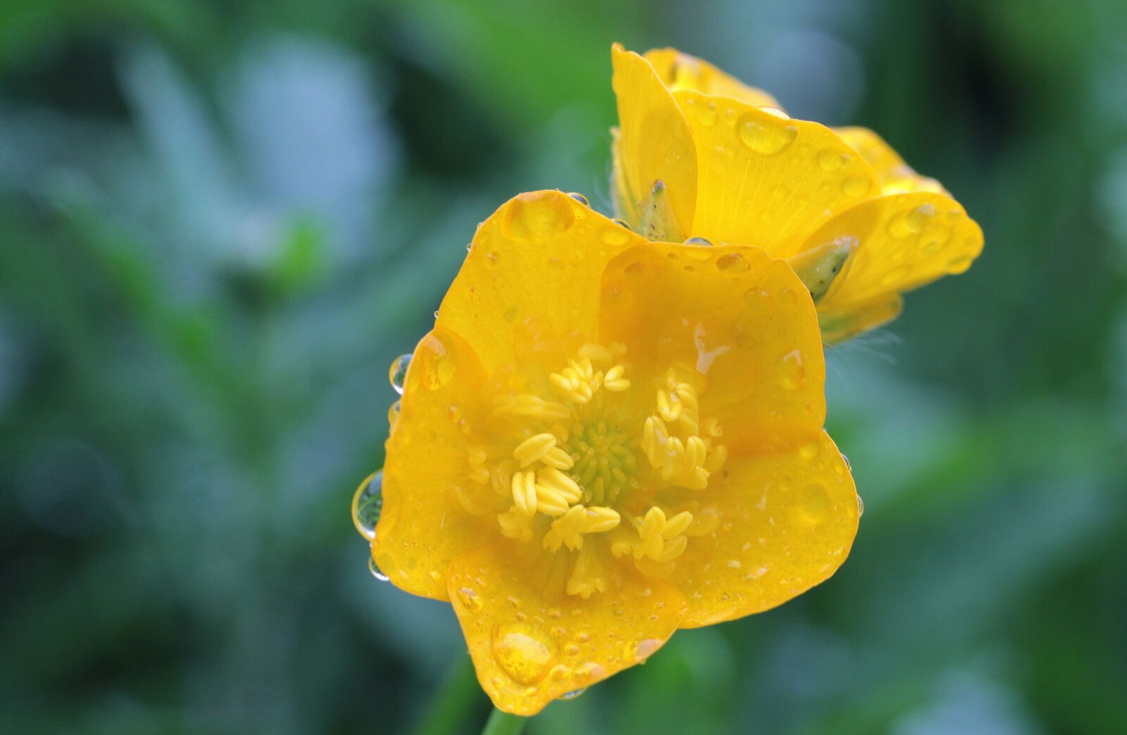 Canon EOS 650D (EOS Rebel T4i / EOS Kiss X6i) sample photo. Sharp buttercup, ranunculus acris photography