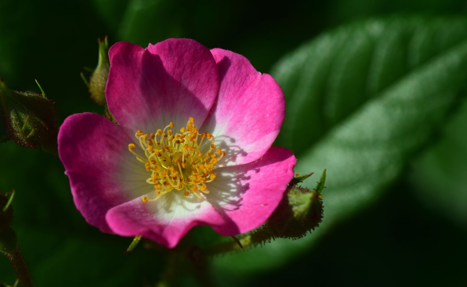 Nikon D3300 sample photo. Wild rose, bush rose photography