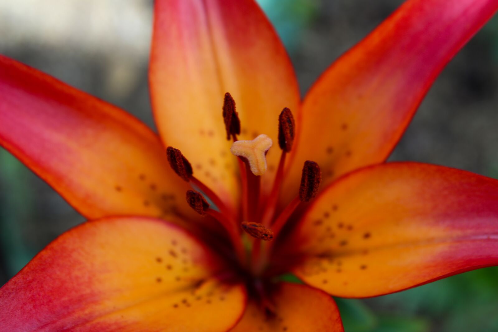 Canon EOS 1300D (EOS Rebel T6 / EOS Kiss X80) sample photo. Flower, lily, nature photography