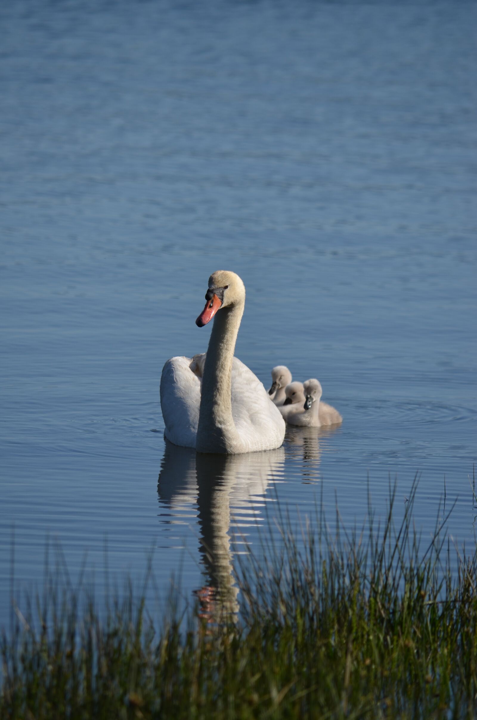 Nikon D5100 sample photo. Swans, galicia, marshes photography