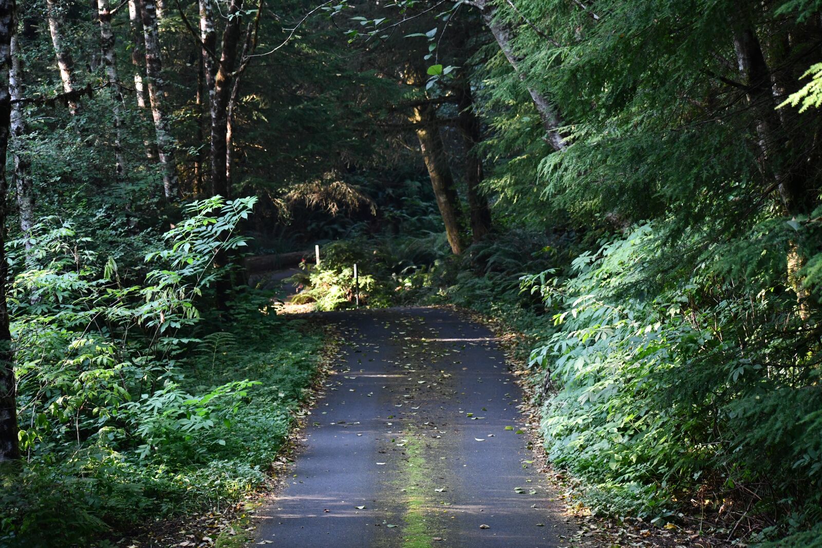 Nikon D7500 sample photo. Road, nature, forest photography