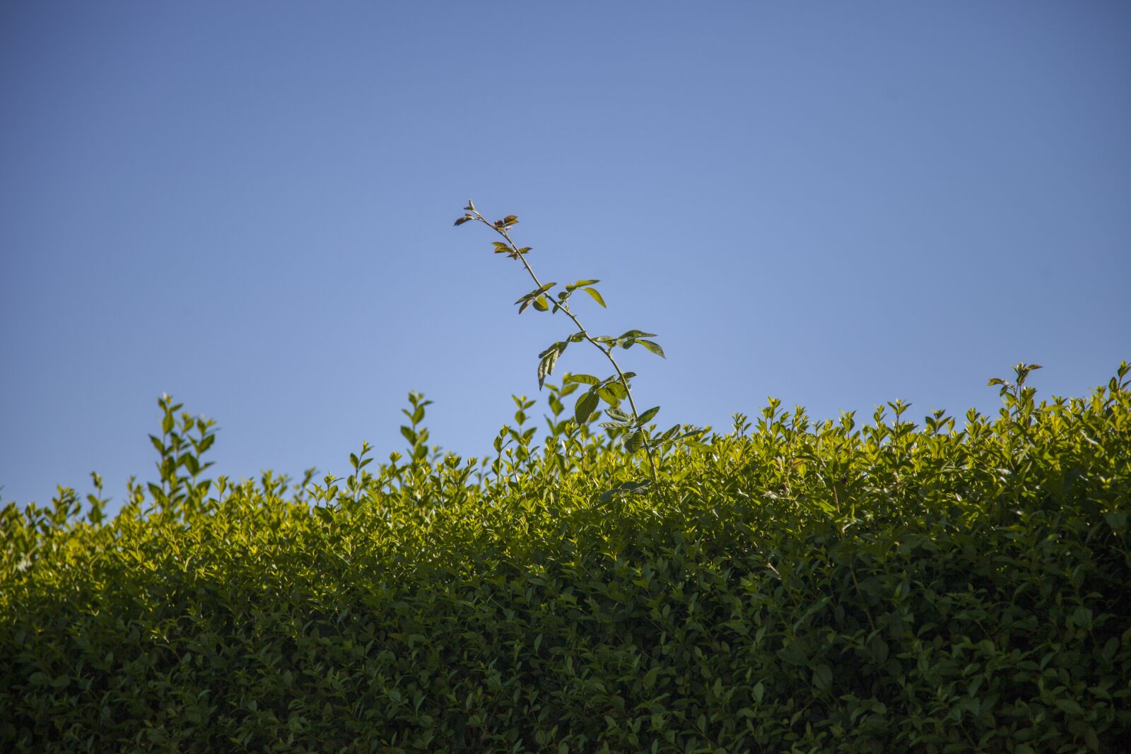 Canon EOS 5D Mark II sample photo. Hague, heg, garden photography