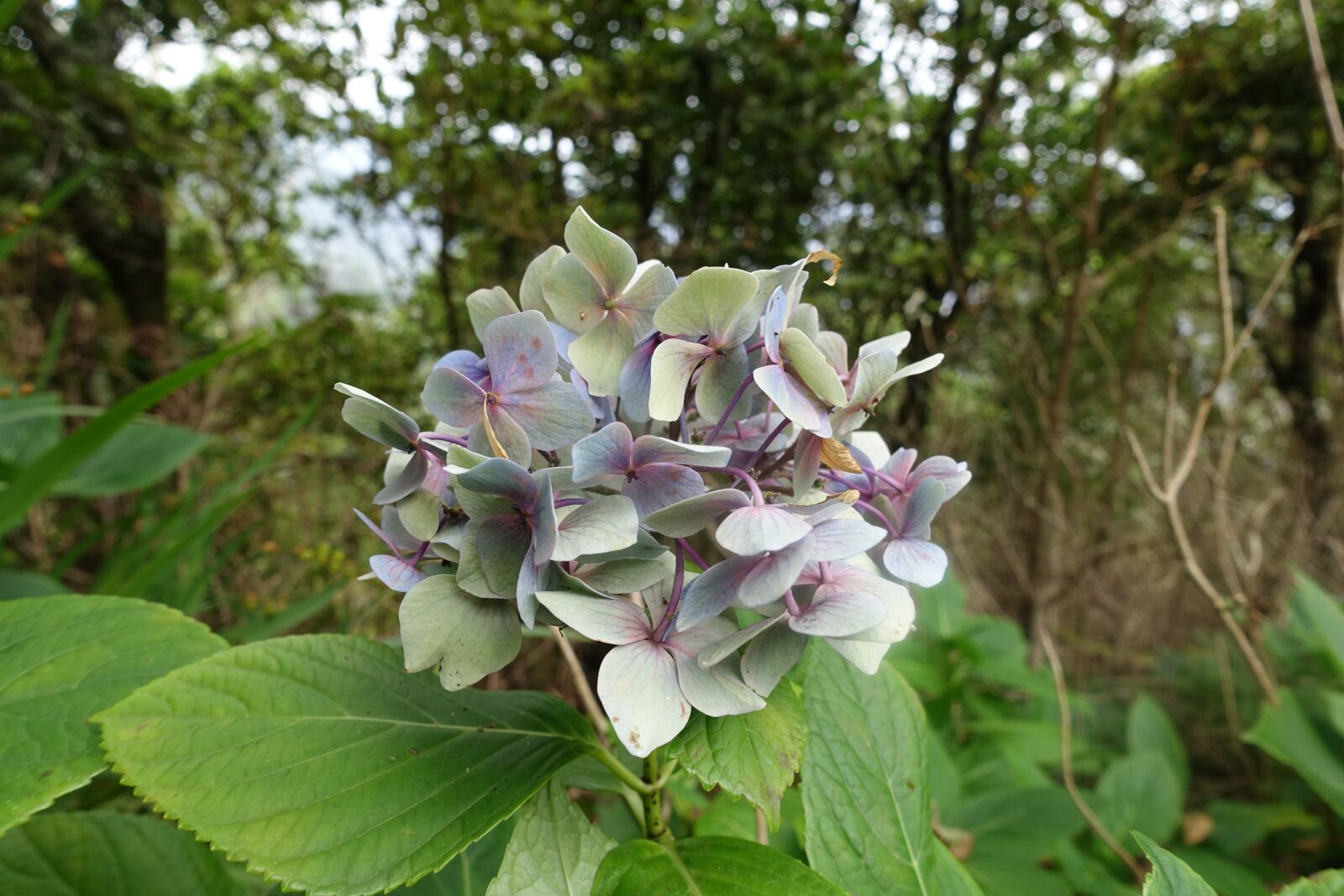 Sony Cyber-shot DSC-RX100 III sample photo. Blue, purple, flower photography