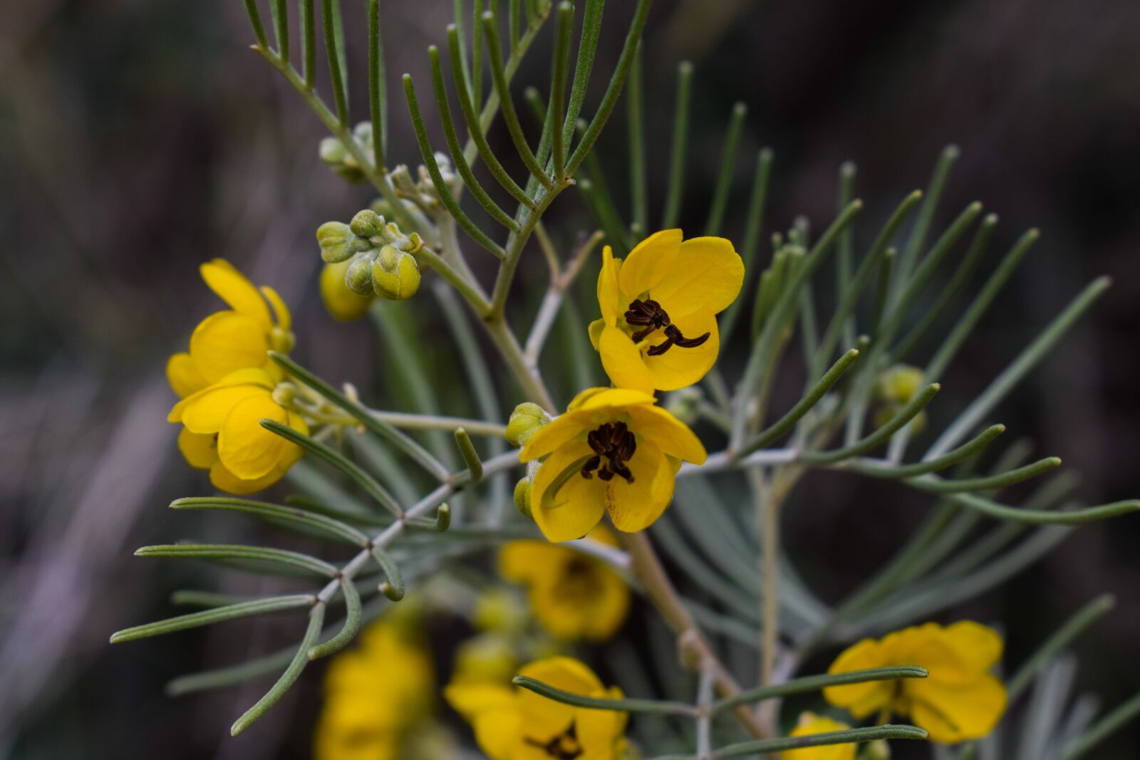 Nikon D3300 sample photo. Flower, yellow, nature photography