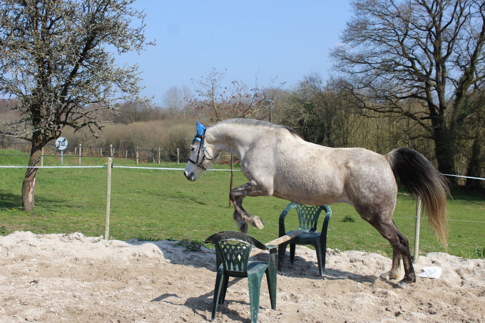 Canon EOS 1200D (EOS Rebel T5 / EOS Kiss X70 / EOS Hi) sample photo. Arabian horse, horse, pastures photography