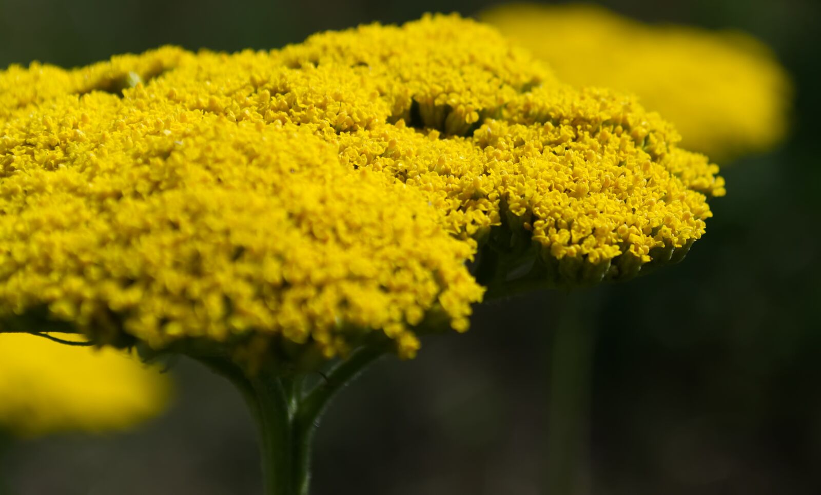 Nikon D3100 sample photo. Flower, yellow, blossom photography