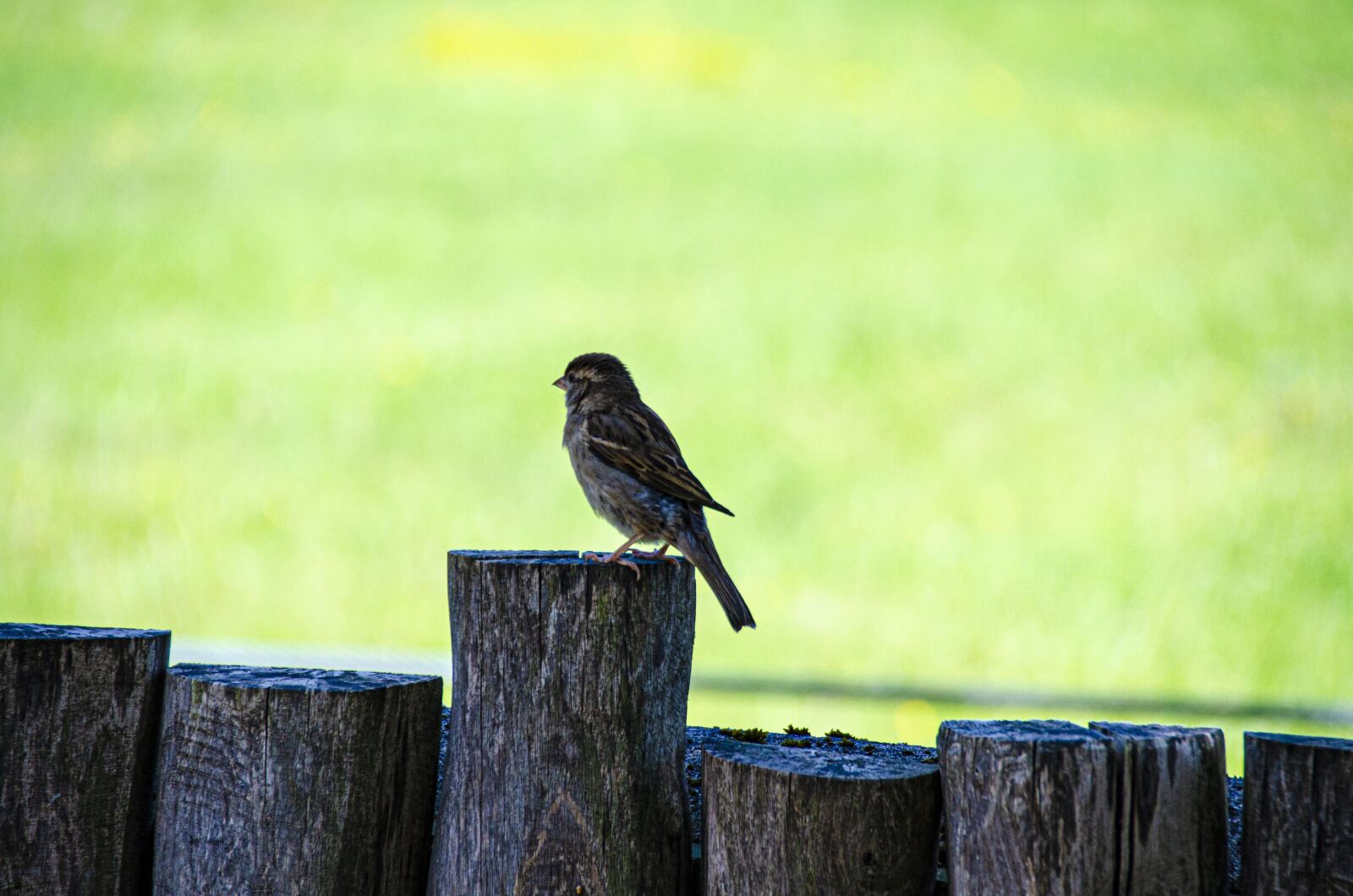 Nikon D5100 sample photo. Bird, green grass, nature photography