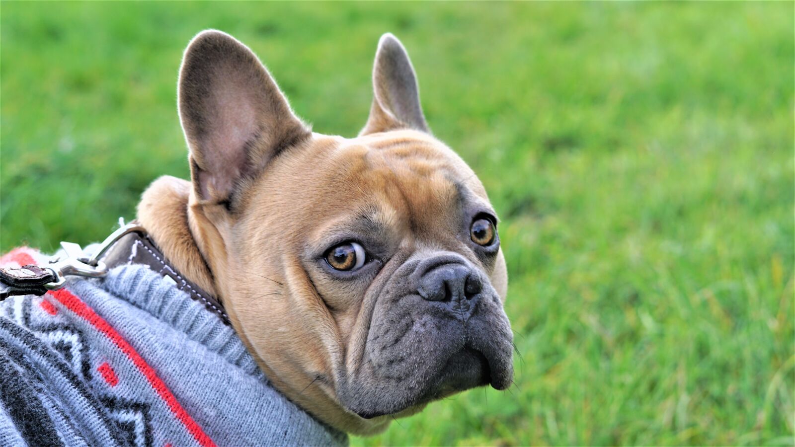 Sony FE 50mm F1.8 sample photo. Background, french bulldog, dog photography