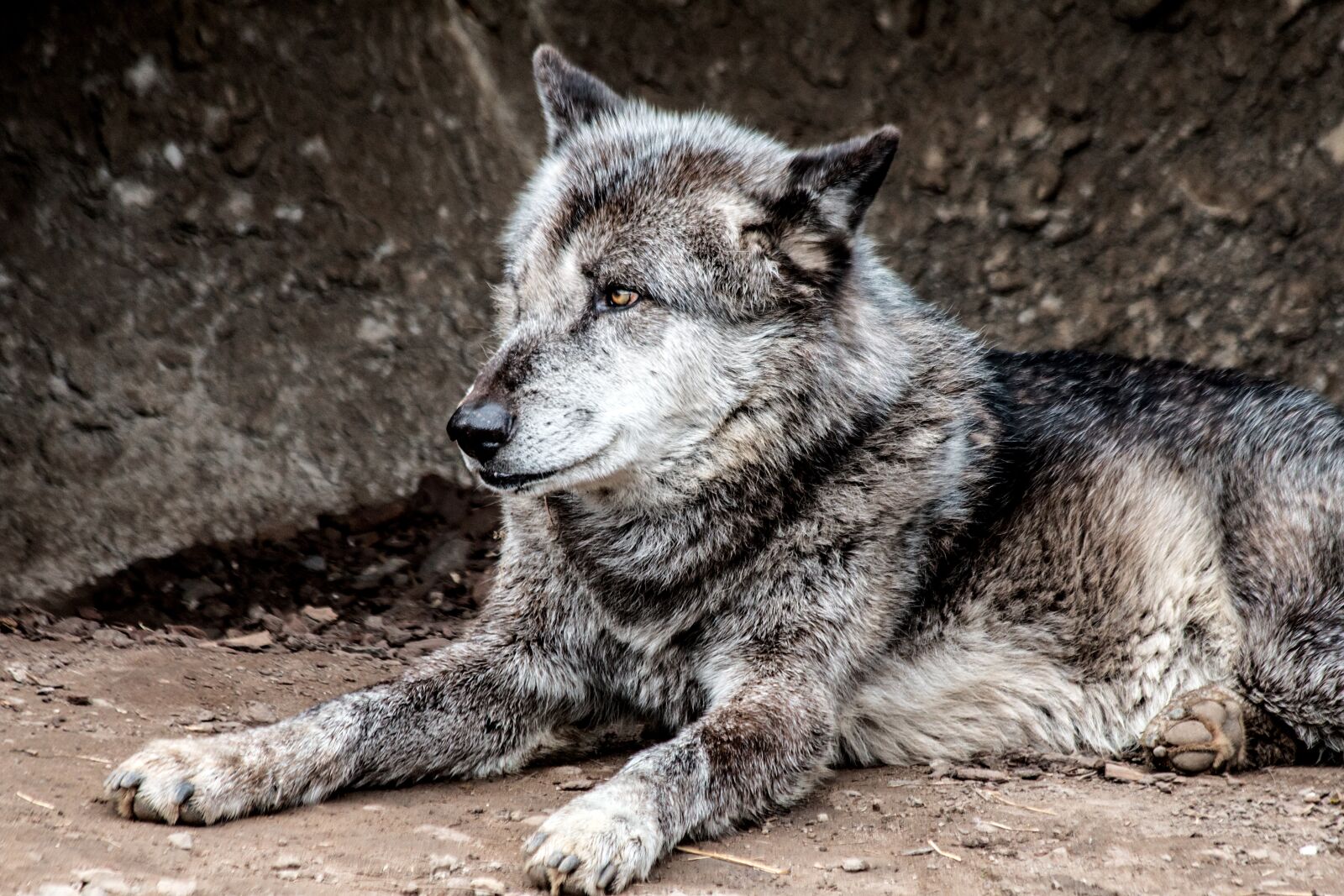 Canon EOS 70D + Canon EF 70-300mm F4-5.6 IS USM sample photo. Wolf, zoo, nature photography