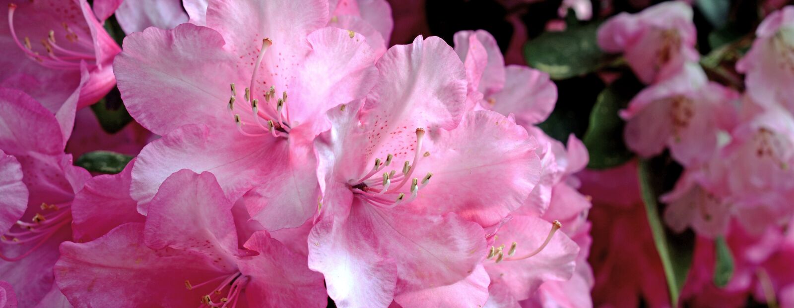Nikon D7100 sample photo. Rhododendron, blossom, bloom photography