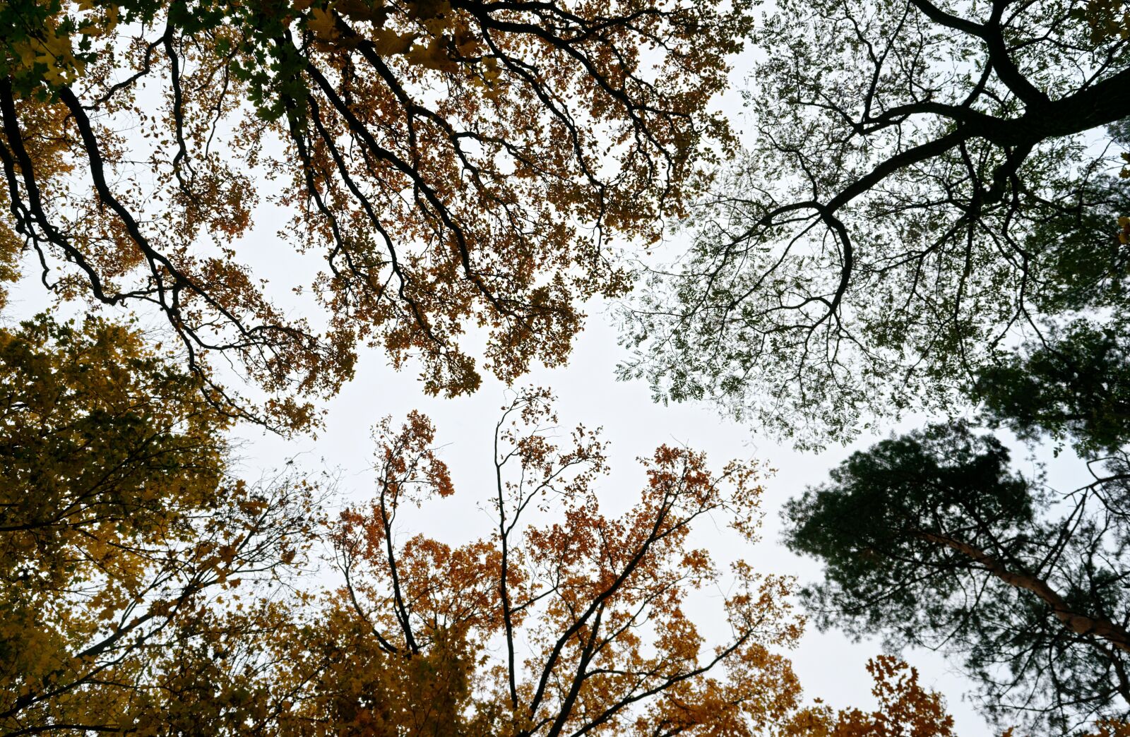 Nikon D3100 sample photo. Landscape, autumn, trees photography
