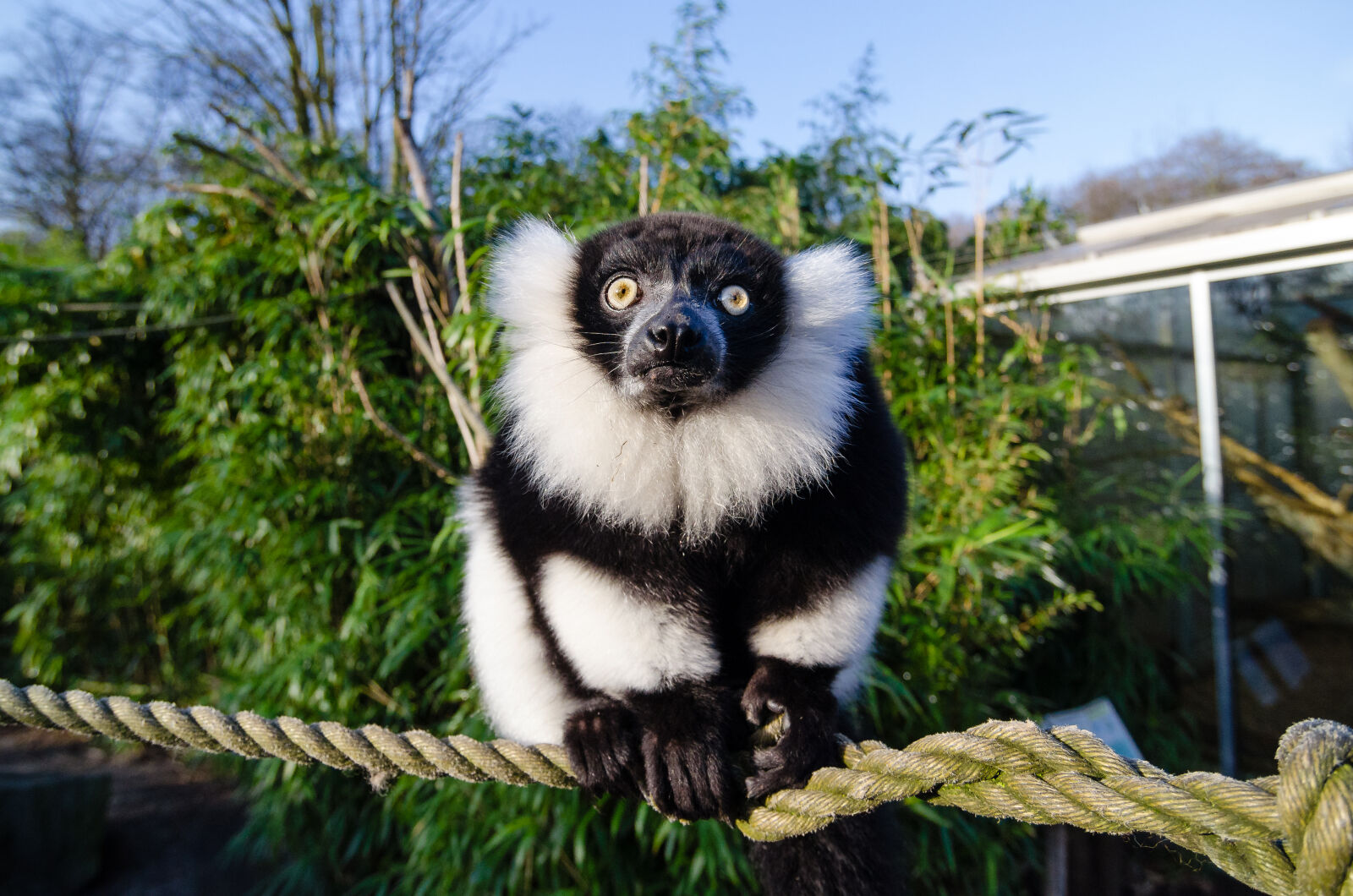 Nikon D7000 sample photo. Black, and, white, monkey photography