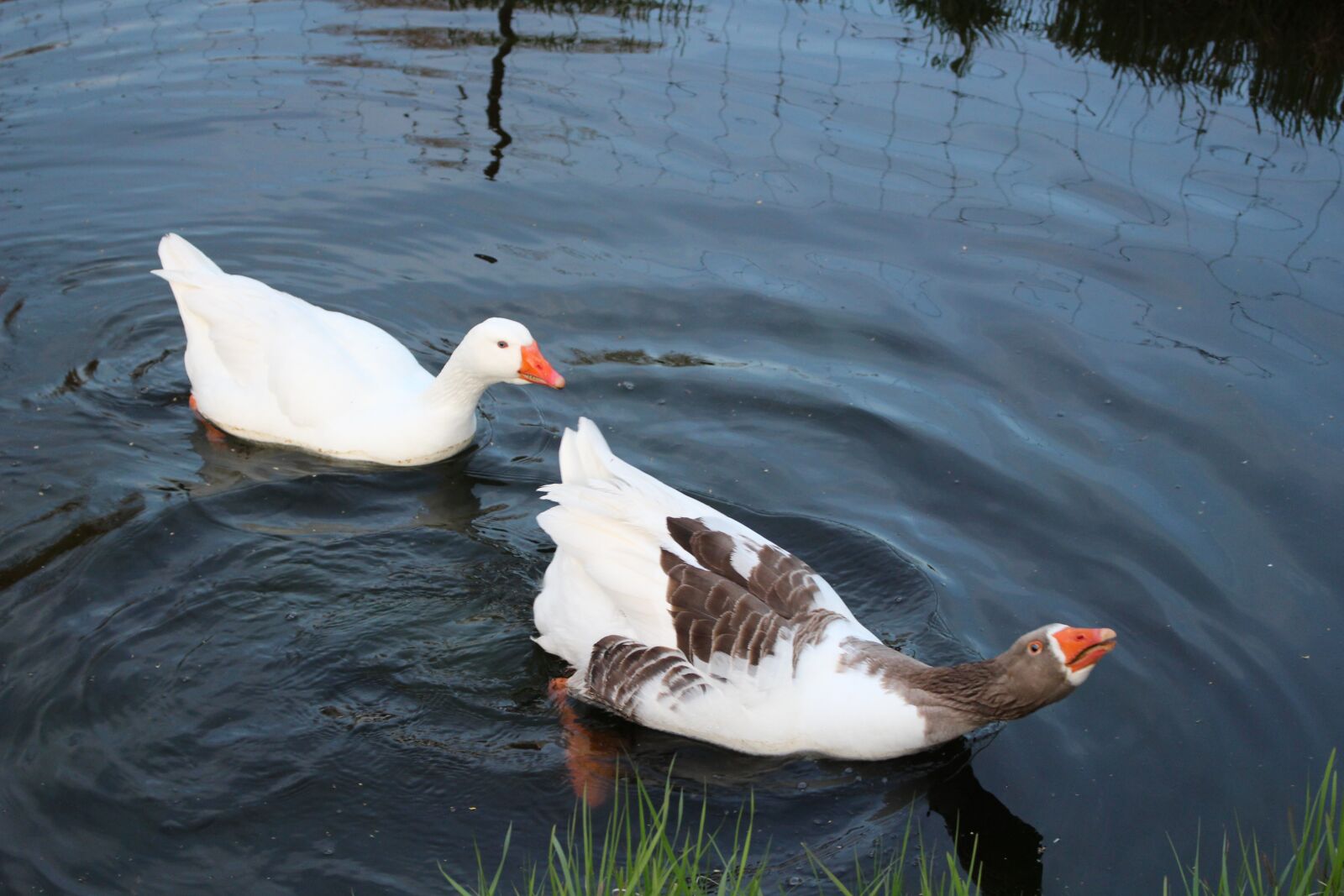 Canon EOS 100D (EOS Rebel SL1 / EOS Kiss X7) sample photo. Geese, netherlands, goose photography