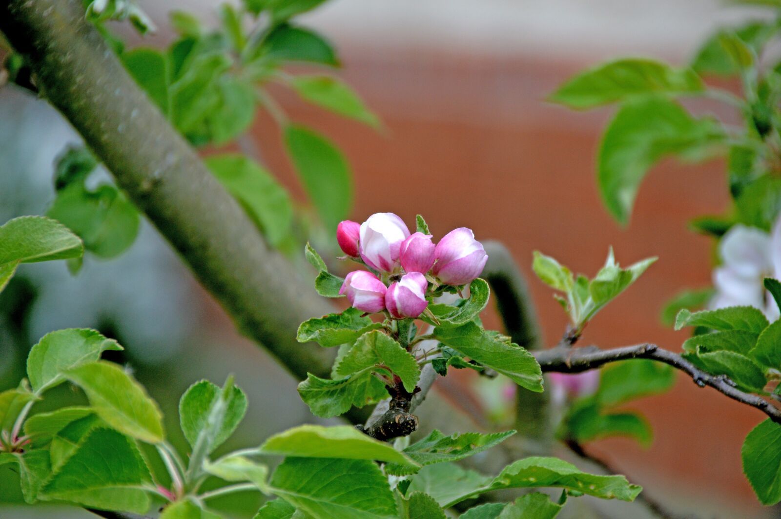 Nikon D3200 sample photo. Bl te, birnenbaum, fr photography