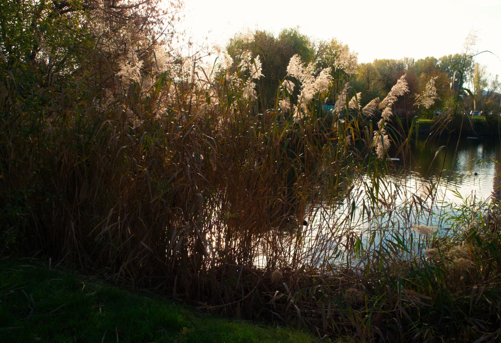 Nikon D3100 sample photo. Landscape, nature, water photography